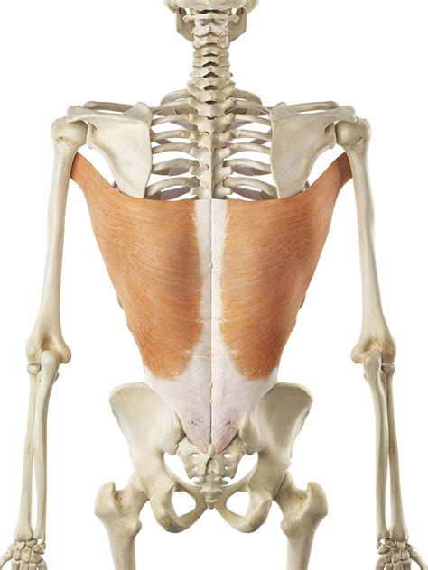 Latissimus Dorsi Anatomy And Function