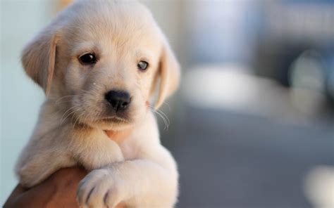 Hd Cute Wallpaper Golden Retriever Adorable Puppies For Desktop And