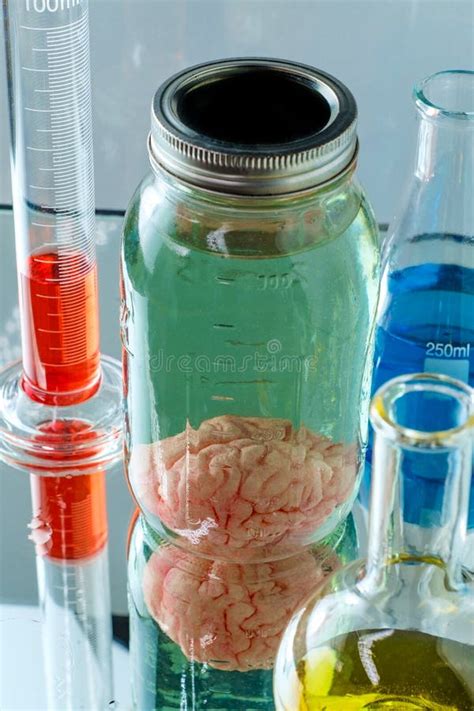Human Brain Jar Photos Free And Royalty Free Stock Photos From Dreamstime