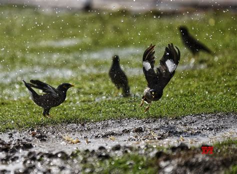 New Delhi Common Myna Birds Play In Water During The Hot Summer Day