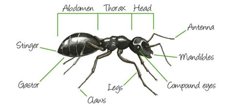 Animal Anatomy And Biology Ants For Life