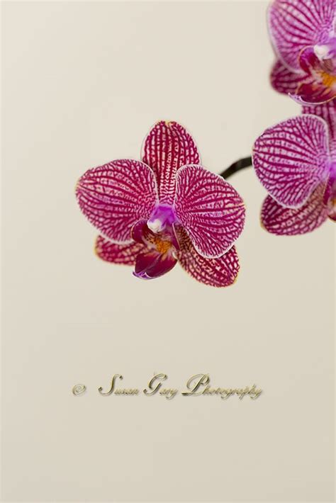 Magenta Orchids Up Close By © Susan Gary Photography Floral Rings
