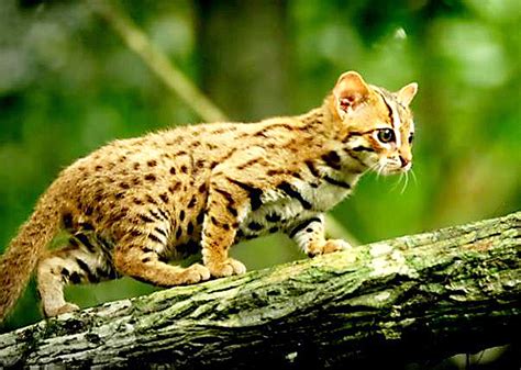 Wonderful The Rusty Spotted Cat Is The Wild Smallest Cat In The World