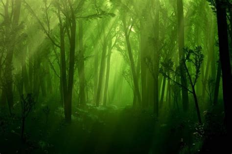 Forest Dual Screen Wallpapers Top Free Forest Dual Screen Backgrounds