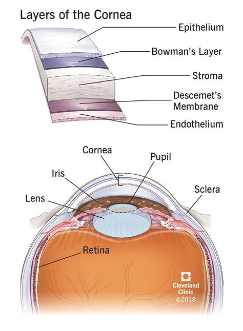A Diagram Showing Part Of The Eye Cornea And Its Layers T