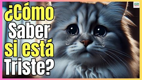 🔴 ¿como Saber Si Mi Gato Esta Triste 🔴 Youtube