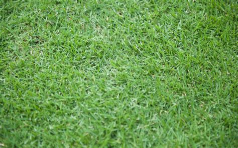 Much like bermuda, zoysia grass requires two to five fertilizations during the active growing season, which in the southern u.s. How to Plant a Zoysia Grass Lawn - Grass Maintenance - Scotts
