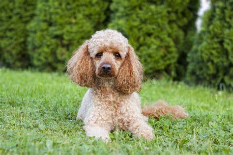 Medium Apricot Colored Poodle Wearing A Blue Harness Stock Image