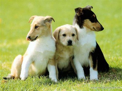 48 Bing Images Wallpaper Dogs On Wallpapersafari