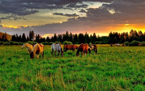 Farm Horse In Rural Landscape In Spring Hoodoo Wallpaper