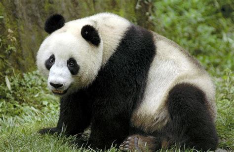 Panda Velká