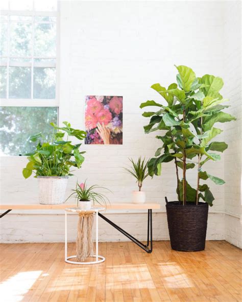 10 Plants That Wont Die At Your Desk Plant Office Design Office