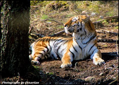 Amur Tiger Sunbathing The Sun Shines On The Stripeyoust Y Flickr