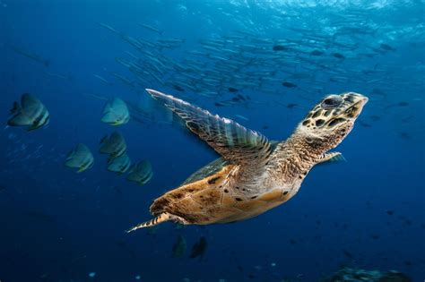 13 Graceful Pictures Of Rare Sea Turtles