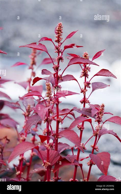 Red Amaranthus Dubius The Red Spinach Chinese Spinach Spleen