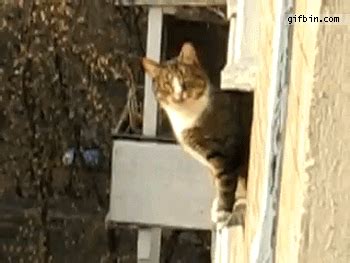 With tenor, maker of gif keyboard, add popular cat staring animated gifs to your conversations. The parkour cat - Meow Gifs