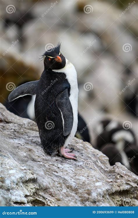 Pingüino De Rockhopper Eudyptes Chrysocome Con Ojos Rojos Parados