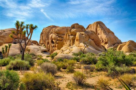 Joshua Tree National Parks Famous Trees Are Facing Extinction