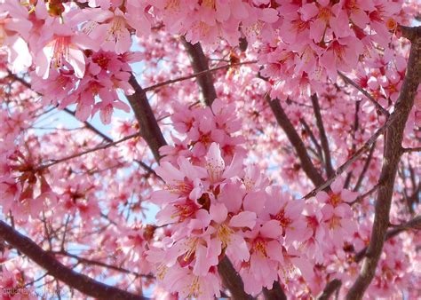 Pretty Pink Cherry Blossom Tree Photograph By Kristin