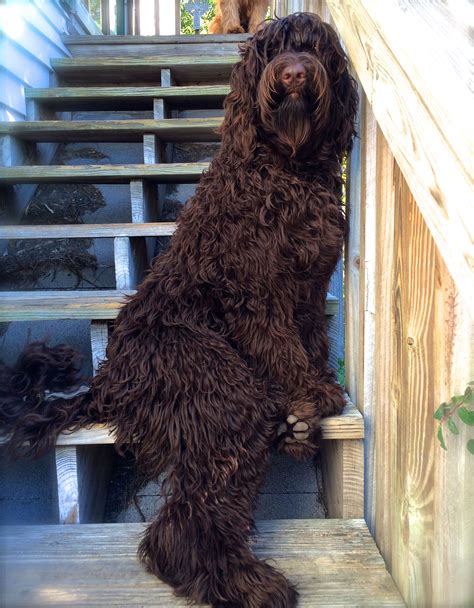 Are chocolate labrador retrievers good family pets? Tampa Bay's Doji Star; Standard size; Australian Labradoodle (With images) | Havanese, Black ...