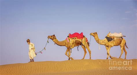 An Old Man With His Camels Thar Desert Rajasthan India Photograph By