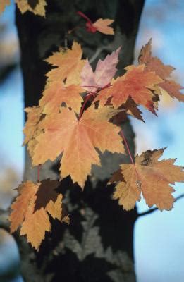 Autumn fantasy® maple was selected by the late bill wandell of illinois, who had a reputation for introducing only the showiest and sturdiest of trees to the public. Sugar Maple Varieties | Home Guides | SF Gate