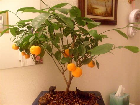 Bonsai Calamondin Mandarin Orange Grows On You