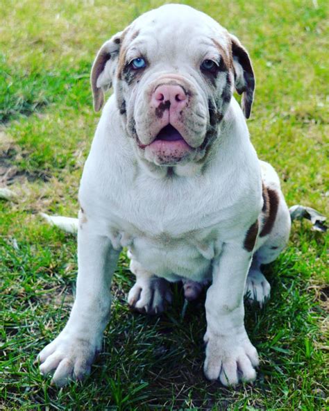 The breed's primary purpose was to catch, hold, and drive disorderly cattle. Alapaha Blue Blood Bulldog - Temperament & Facts of the ...