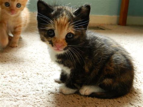 What A Sweet Little Face Calico Kitten Kitten Cute Cats