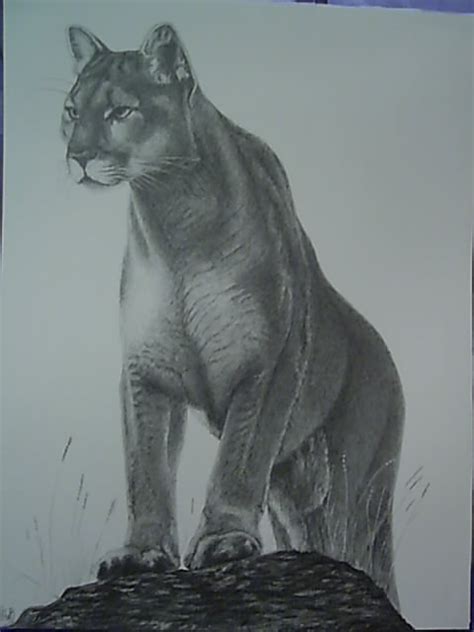 Mountain Lion Drawing At Getdrawings Free Download