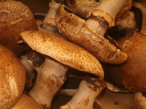 Fileportobello Mushrooms Wikimedia Commons