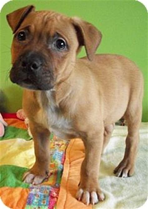 Boxer puppies for sale your search returned the following puppies for sale. Shelton | Adopted Puppy | Struthers, OH | Boxer/Pit Bull ...