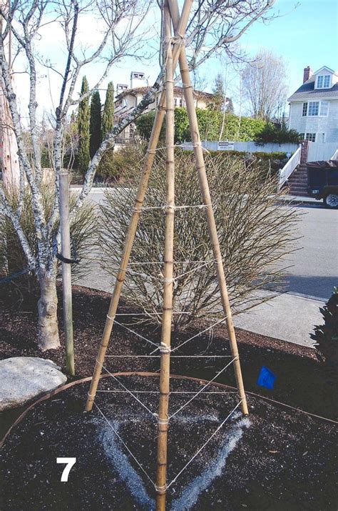 How To Build A Bamboo Tri Pod Trellis A Photo Tutorial — Seattle Urban