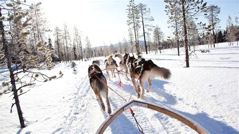 Sled Dog Ride From Rovaniemi Lapland Finland Ceetiz