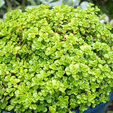 Sedum Green Blob 14cm Succulents Garden World Nursery