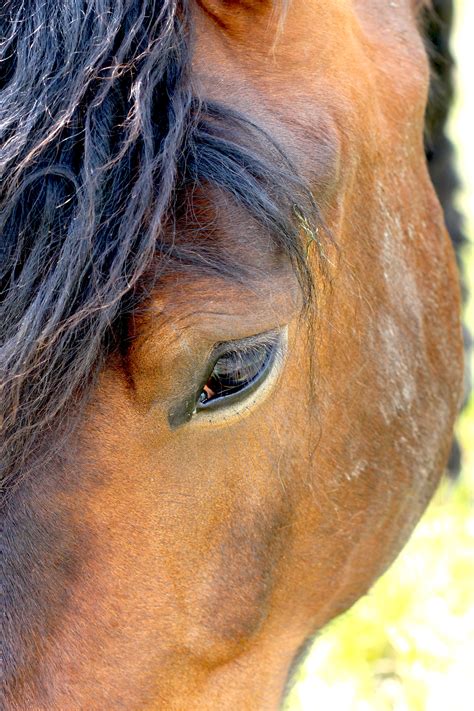 Free Images Hair Stallion Mane Ear Hairstyle Equestrian Close
