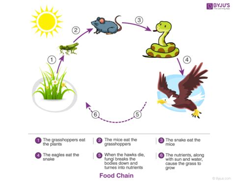 Animal Ecosystem Cycle