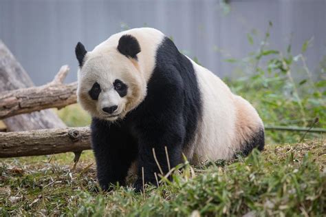 Once Again Female Giant Panda Shows Signs That Breeding Time