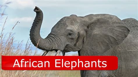 African Elephant Facts For Kids Youtube