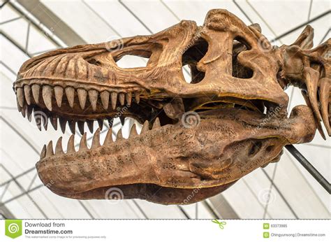 Check spelling or type a new query. Giant Dinosaur Or T-rex Skeleton Stock Photo - Image: 63373985