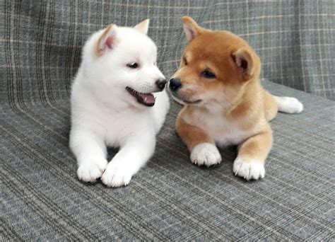 Perfect Find Your Perfect Puppy Herepurebred Shiba Inu Puppies