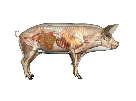 Pig Anatomy Artwork Photograph By Friedrich Saurer
