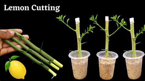 How To Propagate Lemon Tree From Cuttings Grow Lemon Tree Cutting