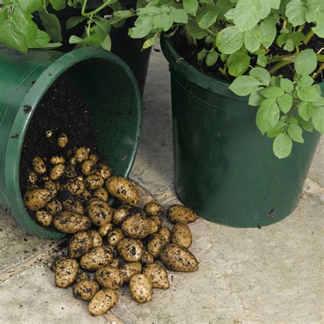 How To Reuse Buckets In Your Garden 18 Bucket Gardening Ideas