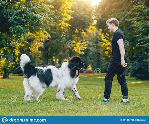 Newfoundland Dog Plays With Man And Woman Stock Photo Image Of Park