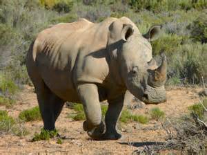 5 Interesting Facts About White Rhinoceroses Haydens