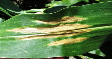 Northern Corn Leaf Blight Texas Row Crops Newsletter