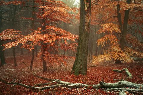 Magic Of Fall Woods Photograph By Jenny Rainbow Fine Art America