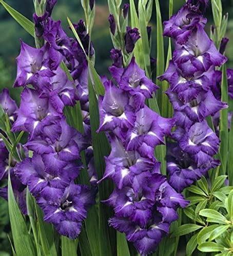Usa Made And Shipped From Large Bulbs Purple Mate