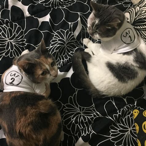 First, i had to come up with a way to describe what i do for a living. Cat Two would like to clarify that just because she wears ...
